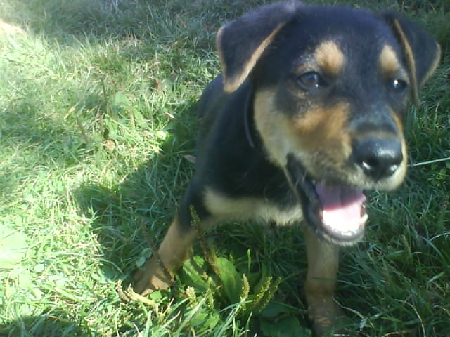adnego miaam Domisia!