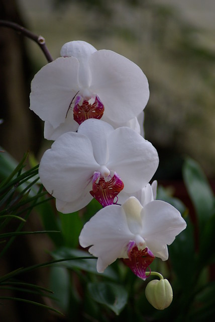 Orchidea