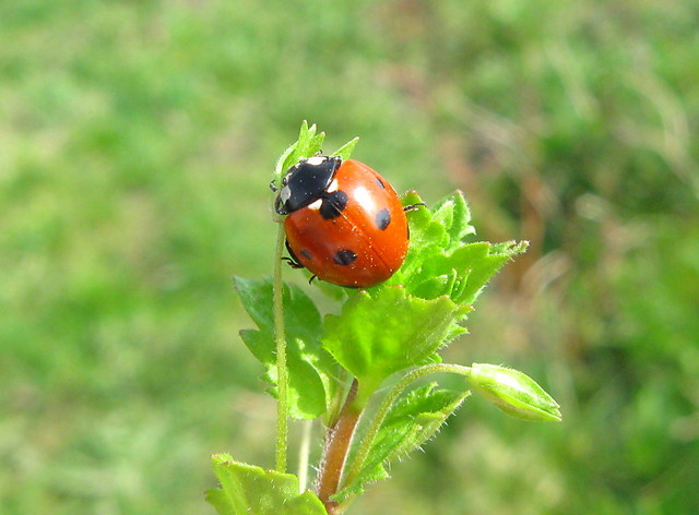Kropcia