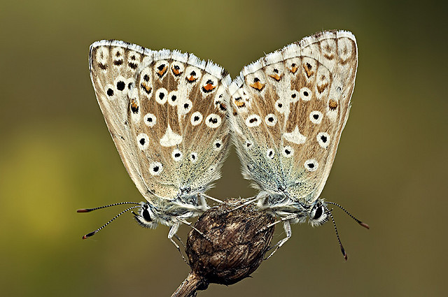 Symetria