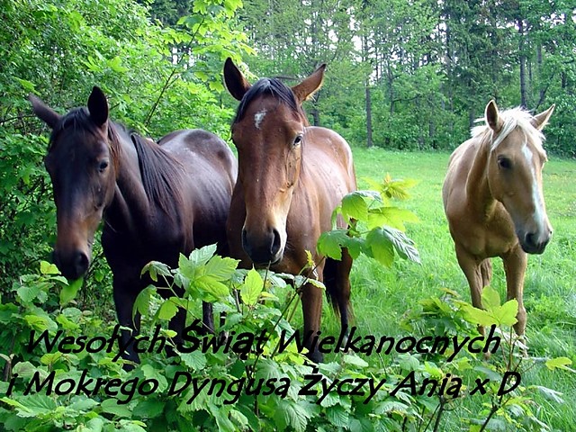 Wesoego Jajka x D