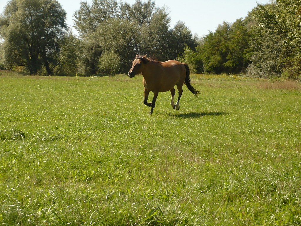 Pigwa