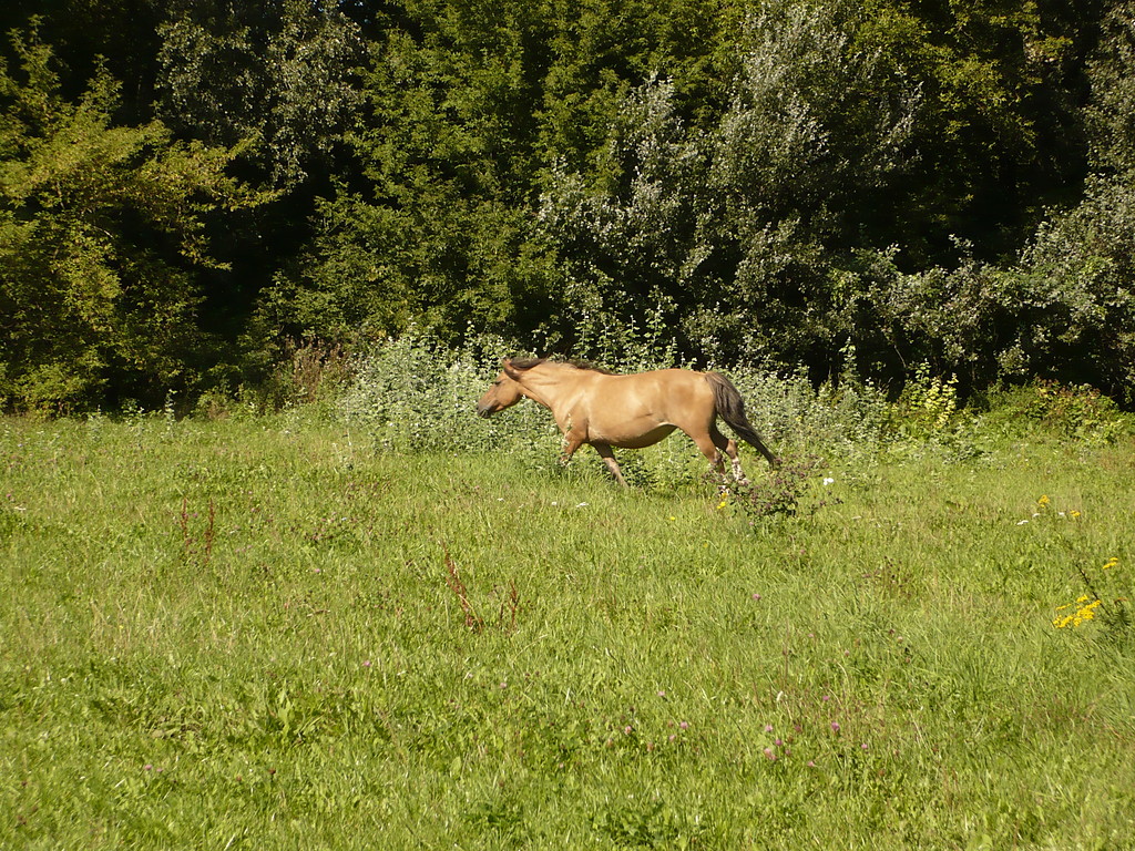 Pigwa