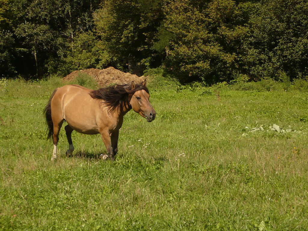 Pigwa