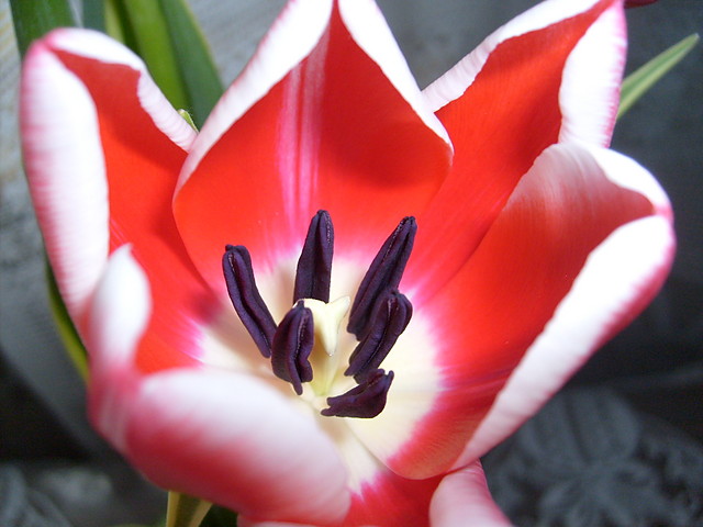 Tulipan