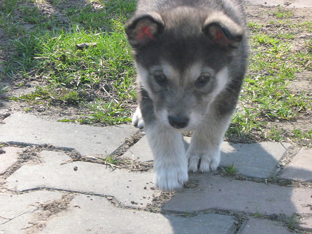 Luna;**