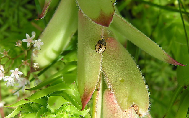 robaczek