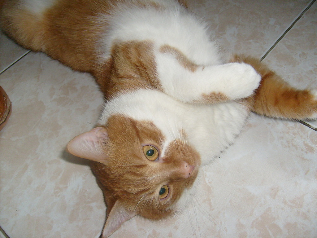 Kotek