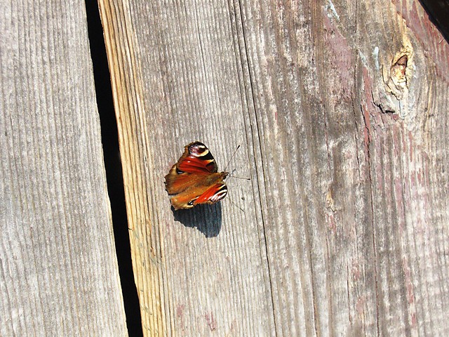 Fly...