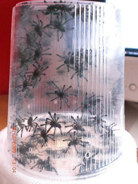 Avi versicolor