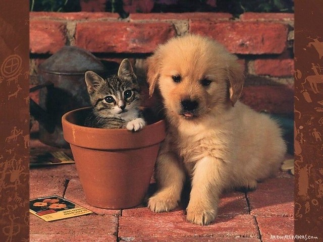 pieseki i kotek :)