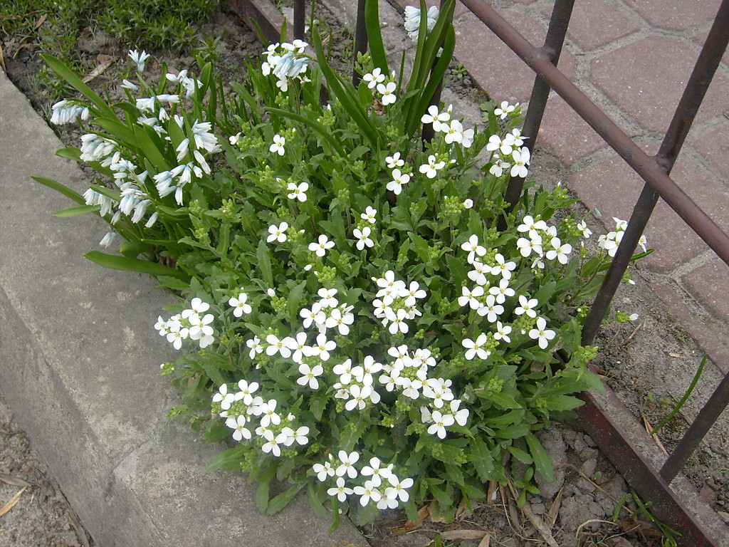 Biae kwiatki