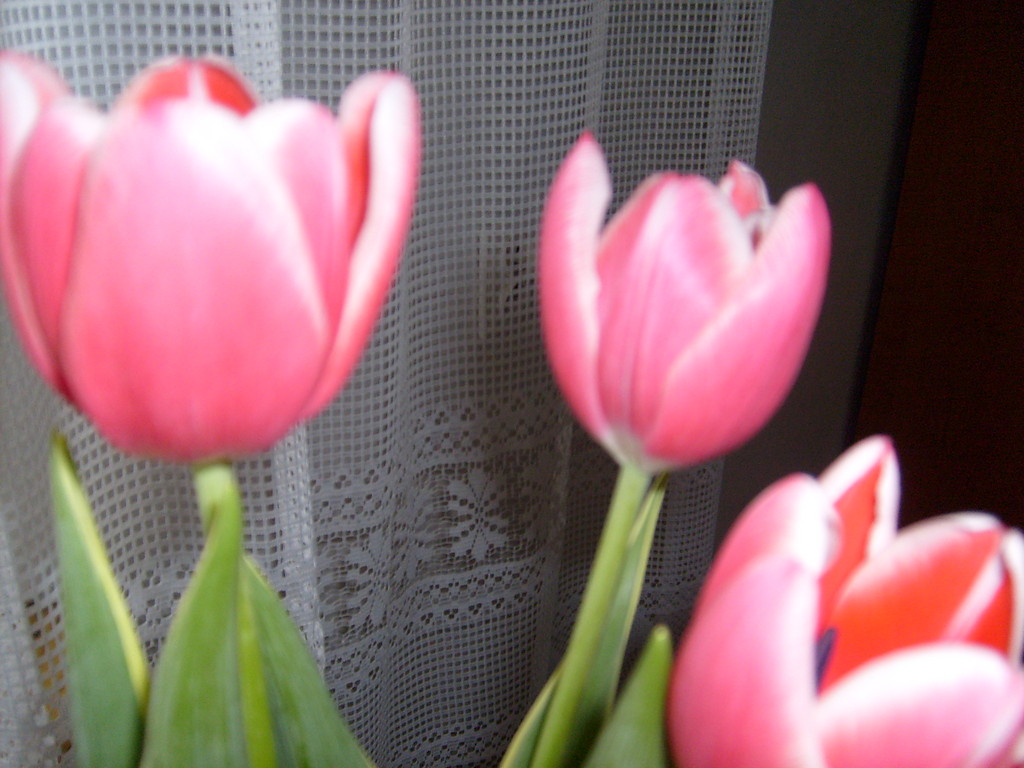 Tulipany