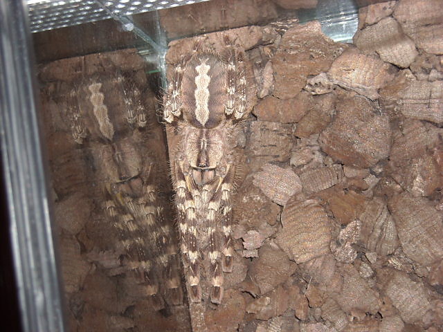 Poe regalis czyt. krowa ; ]