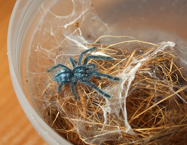 A.latea 