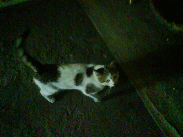 Kotek w piwnicy 