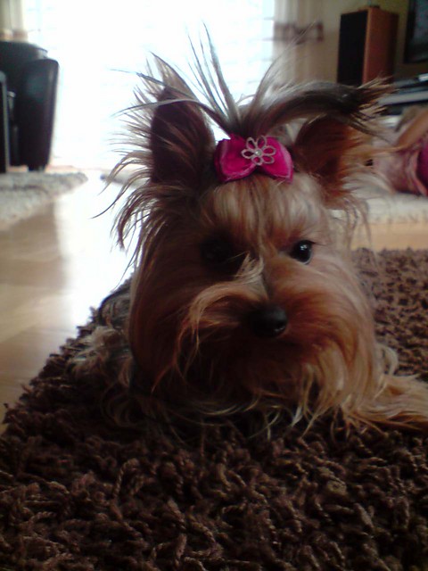 Daisy
