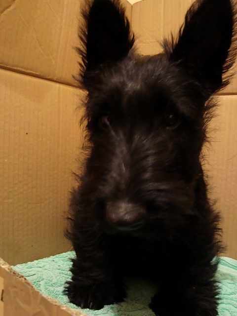 Gordi < 3