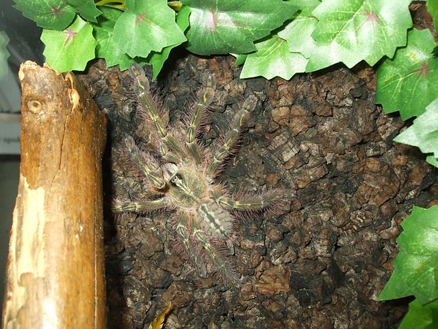Poecilotheria rufilata 
