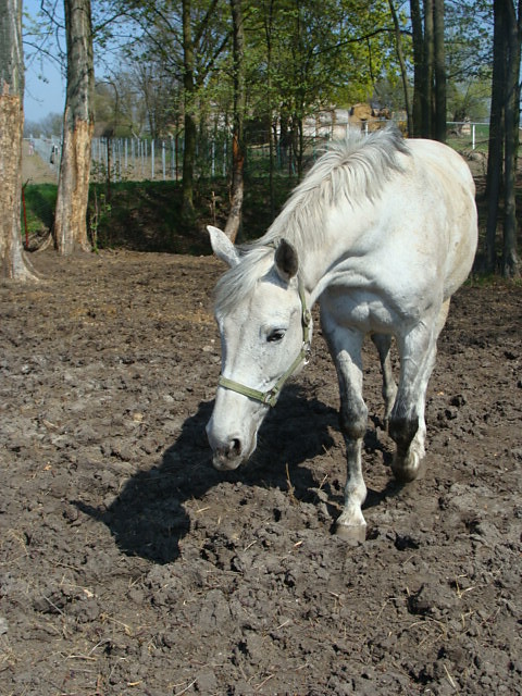 rafulkowe. 