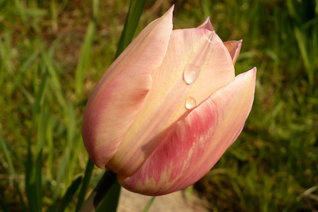 tulipan po deszczu