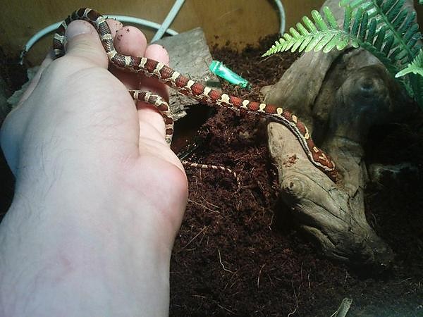P. guttatus classic