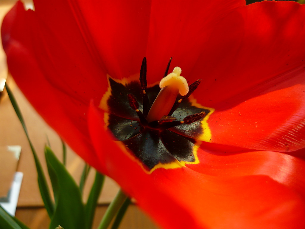 TULIPAN