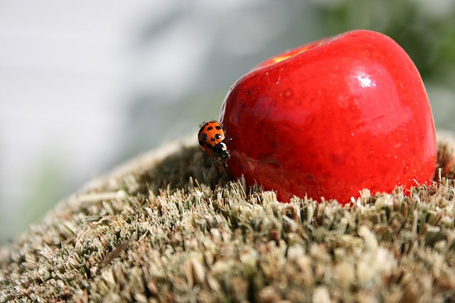 biedroneczki s w kropeczki