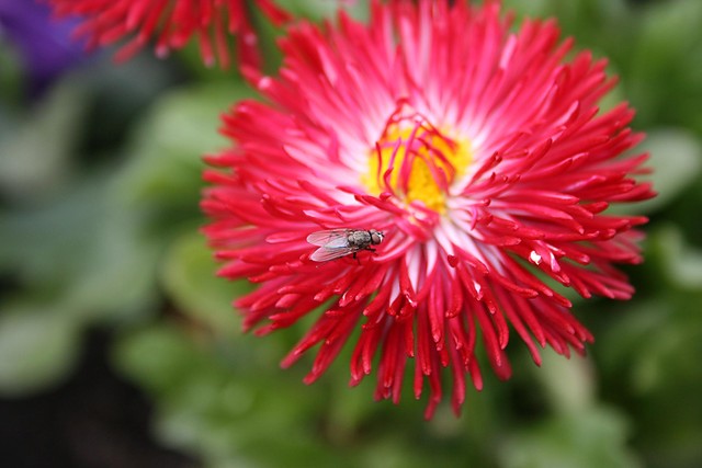 bzzzzzyk
