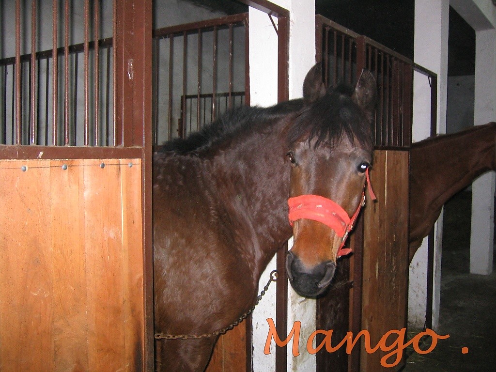 Mango . 