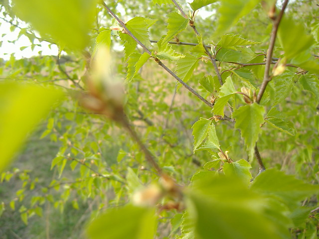Wiosna 2009