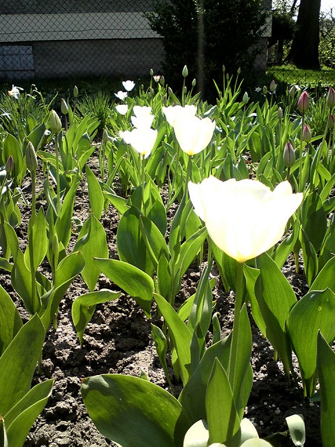 Tulipany