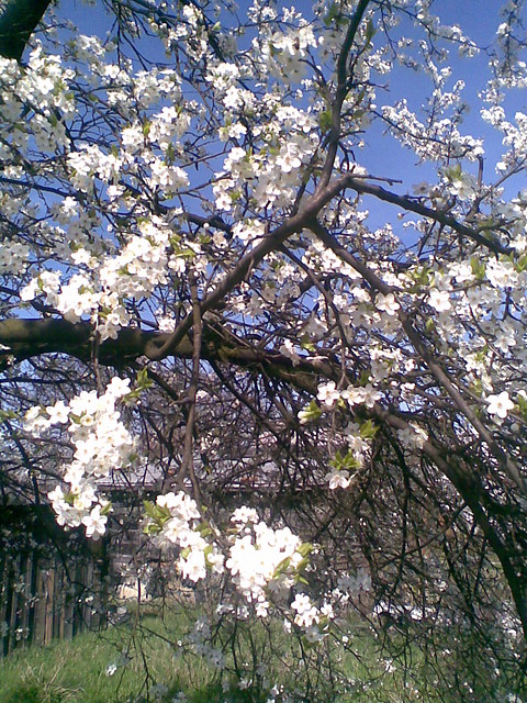 Floersy dwa. :d