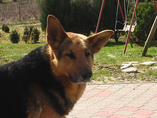NIGIER