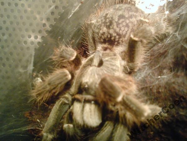 Ceratogyrus darlingi xDDD