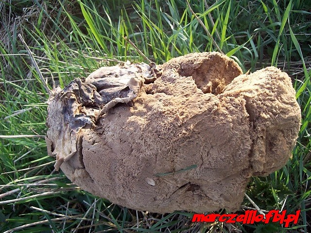 Langermannia gigantea