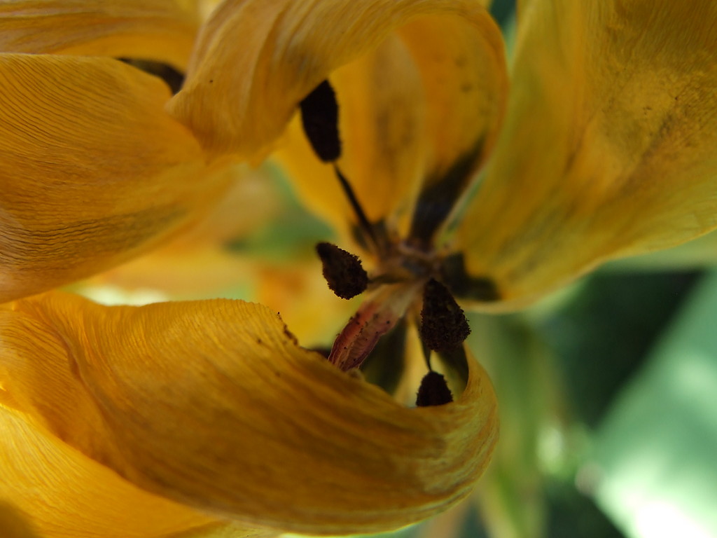 tuliPAN.