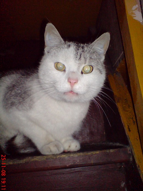 kotek.