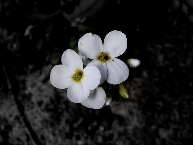 white flowers