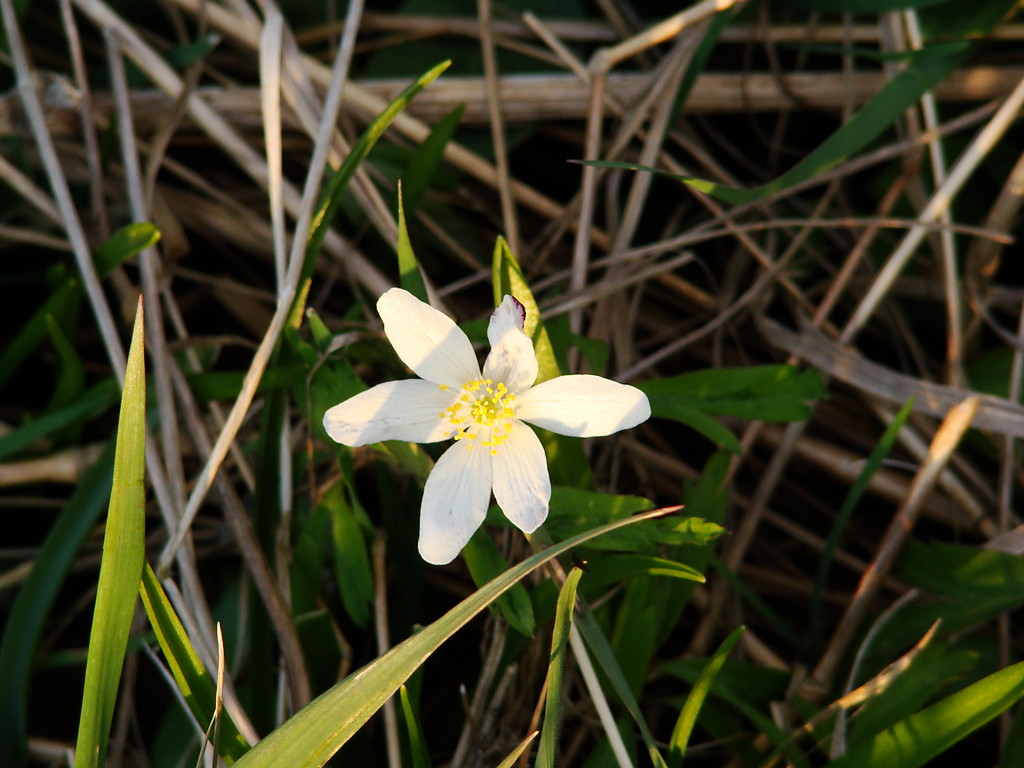 Aberfeldy flower.....