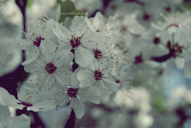 dream. 