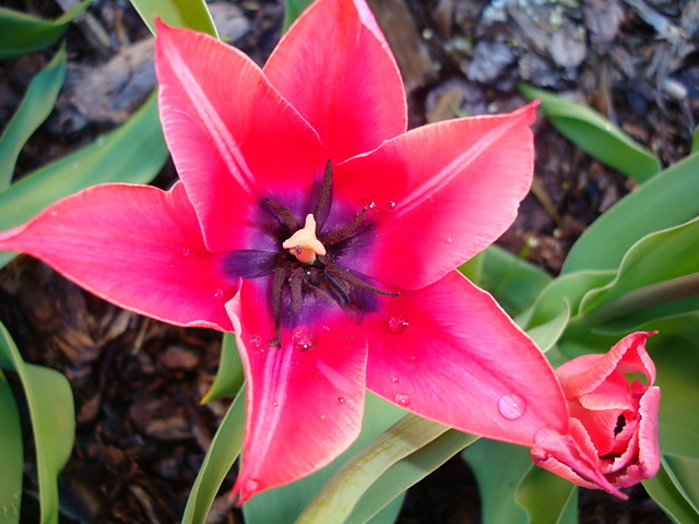 tulipan