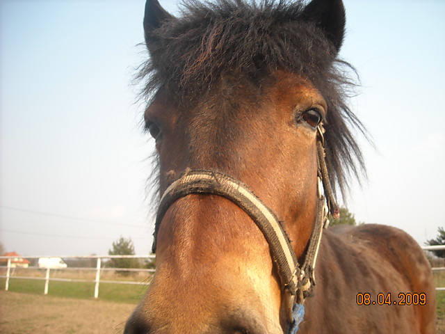 Pedrosek, Perdosek :)