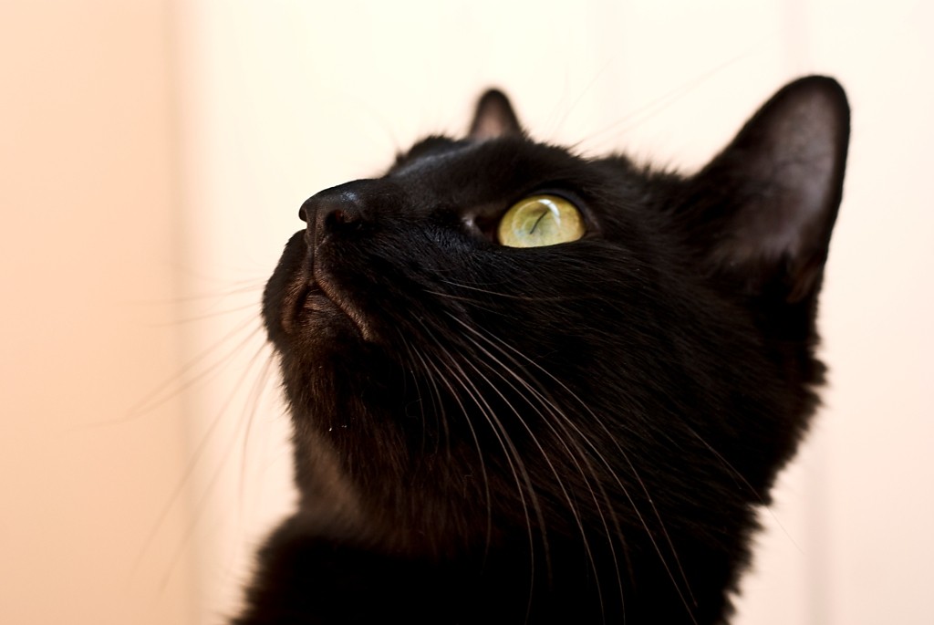 watching the birds