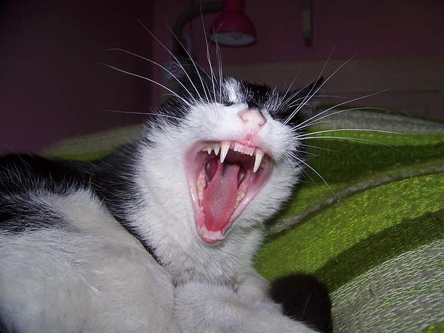 Mrrau :D