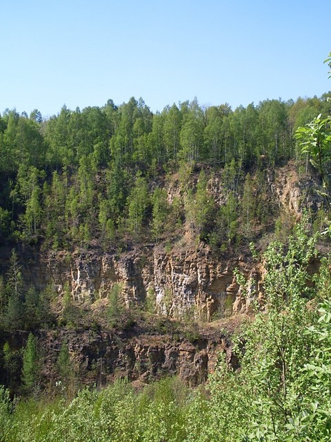 Zielony lsk