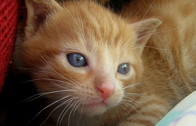 Niko. *.*