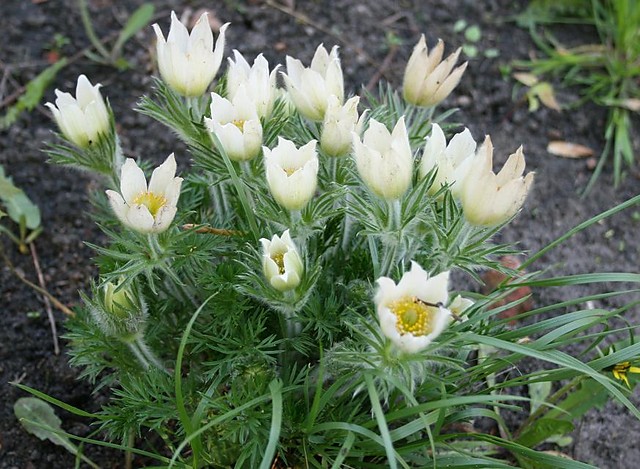 sasanka wiosenna