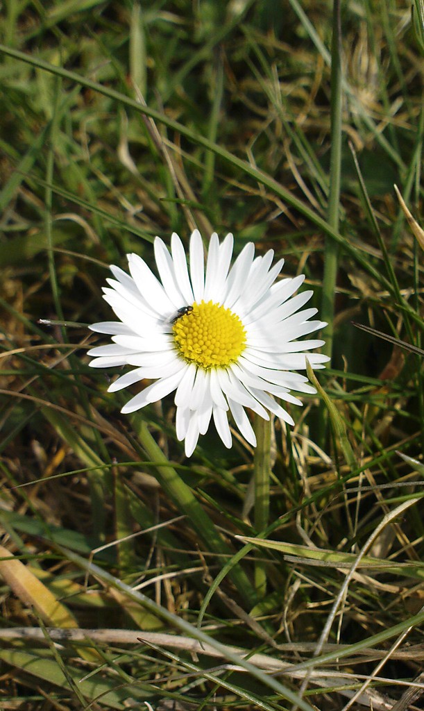 Stokrotka