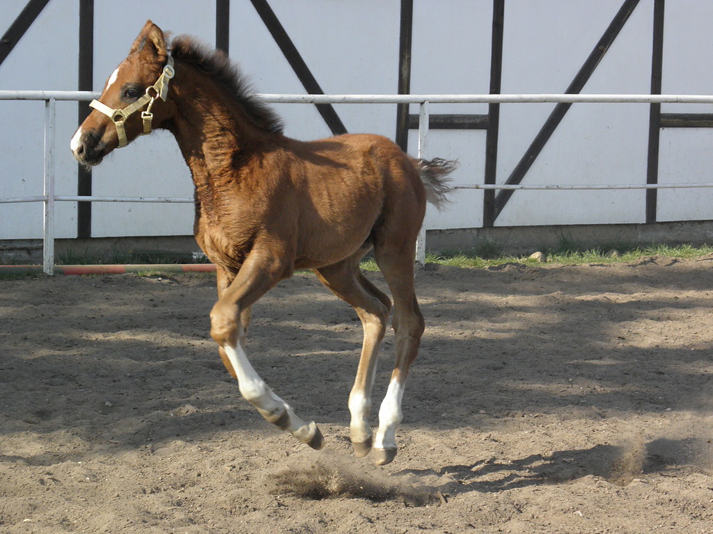 konik , rebaczekk